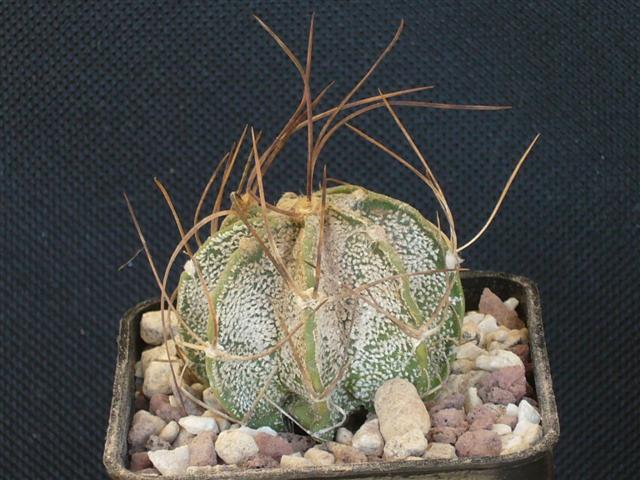 Astrophytum capricorne v. minor 