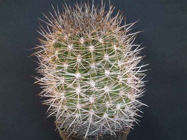 Neoporteria nigrihorrida 