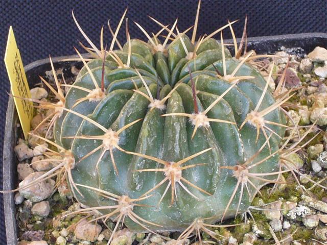 Echinopsis obrepanda v. purpurea 