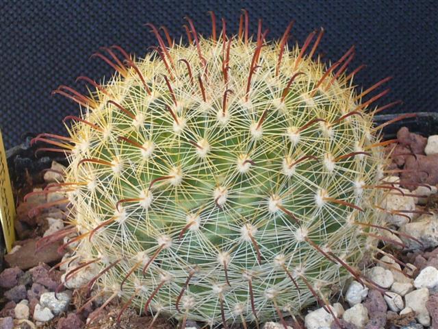 Mammillaria jaliscana SB 1945