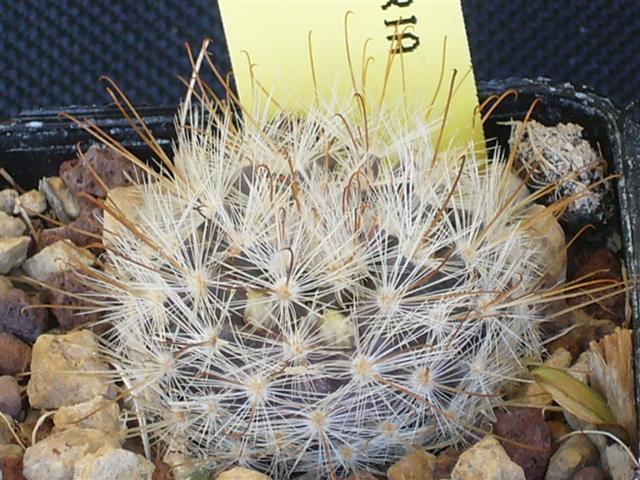 Mammillaria chica 