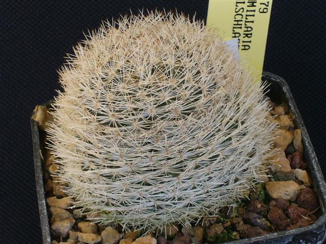 Mammillaria wohlschlageri 