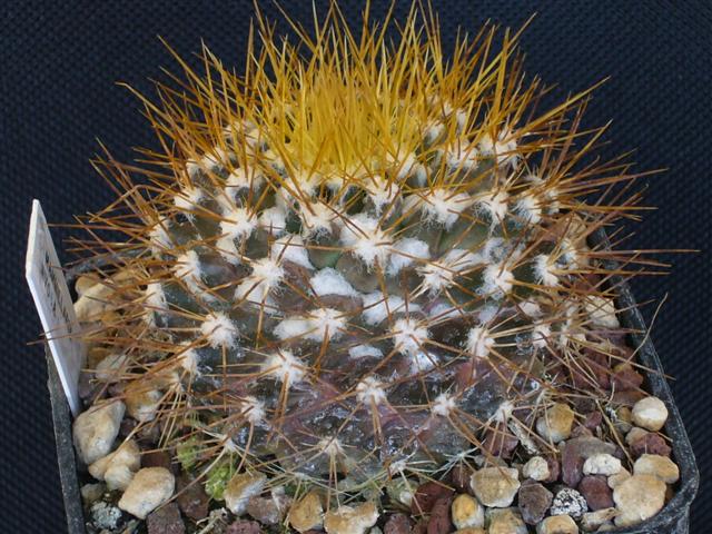 Mammillaria nivosa 