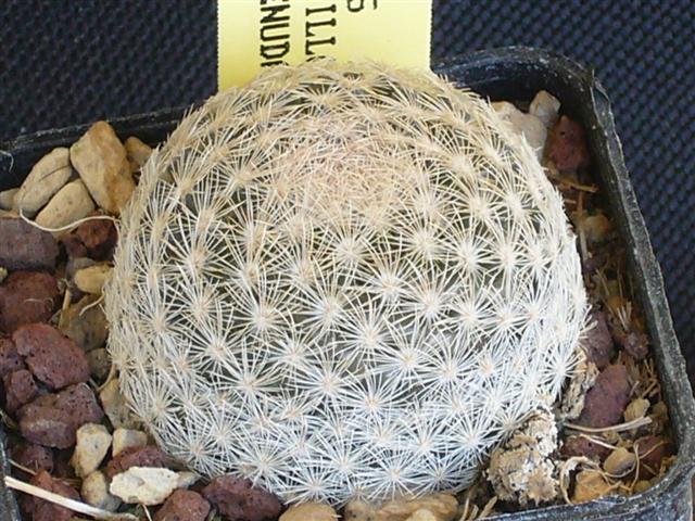 Mammillaria denudata 