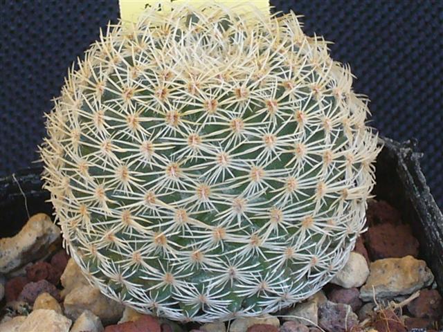 Mammillaria albidula 