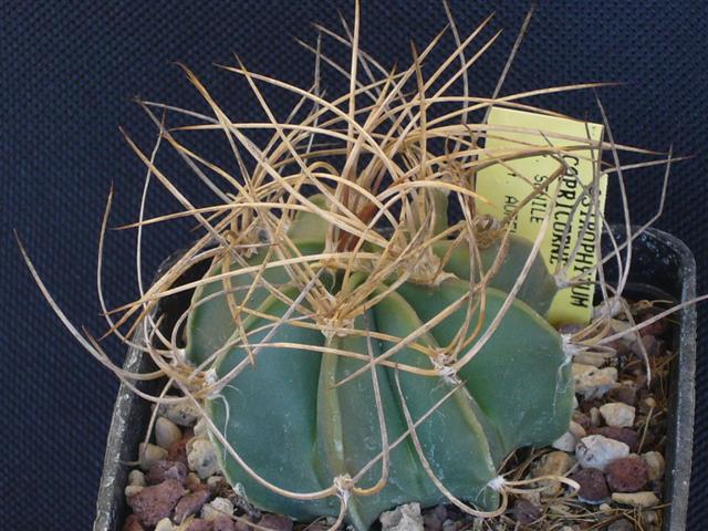 Astrophytum capricorne v. aureum 