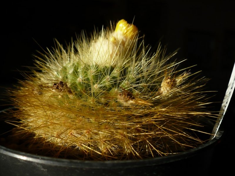 Parodia chrysacanthion 