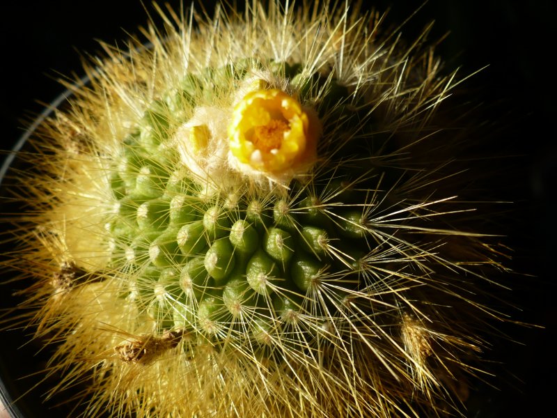Parodia chrysacanthion 