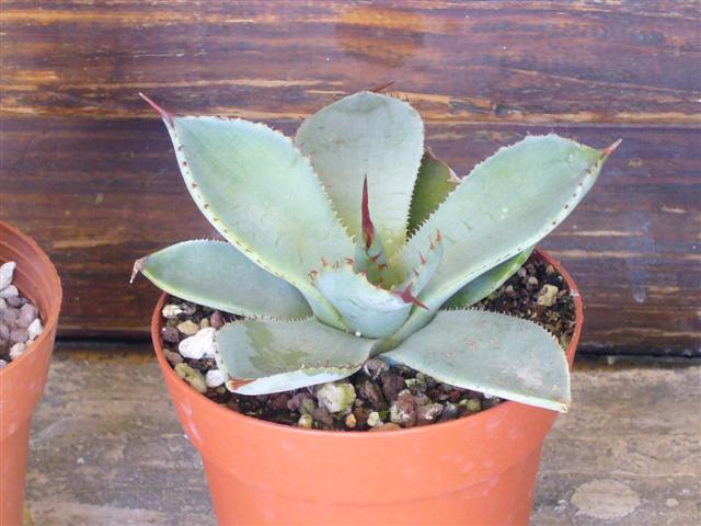 Agave  