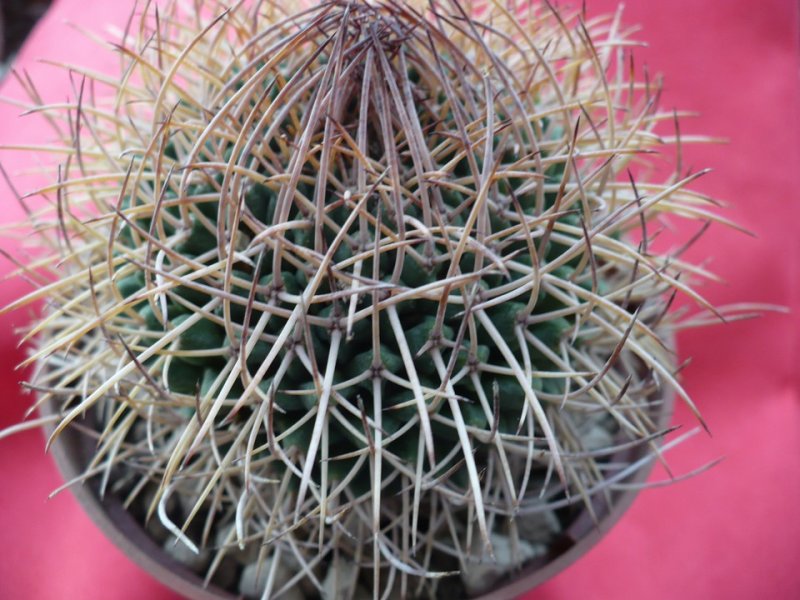 Mammillaria polythele ssp. obconella 