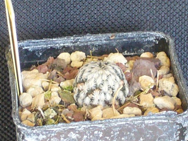 Mammillaria sanchez-mejoradae 