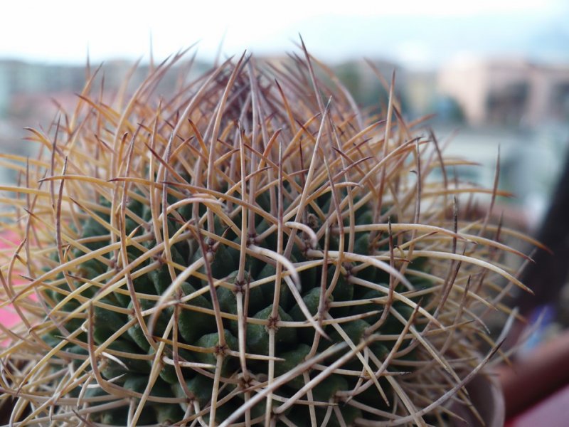 Mammillaria polythele ssp. obconella 