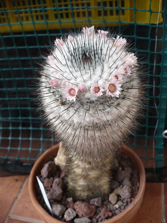 Mammillaria ritteriana 