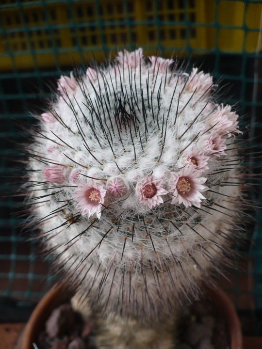 Mammillaria ritteriana 