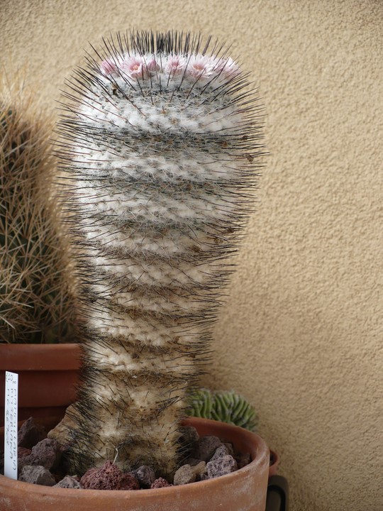 Mammillaria ritteriana 