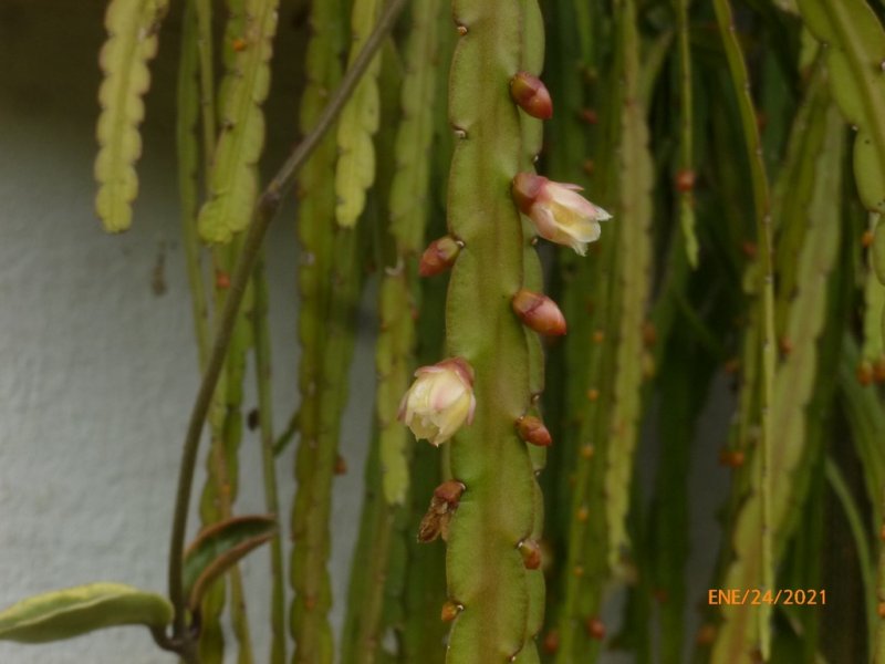 Rhipsalis boliviana 