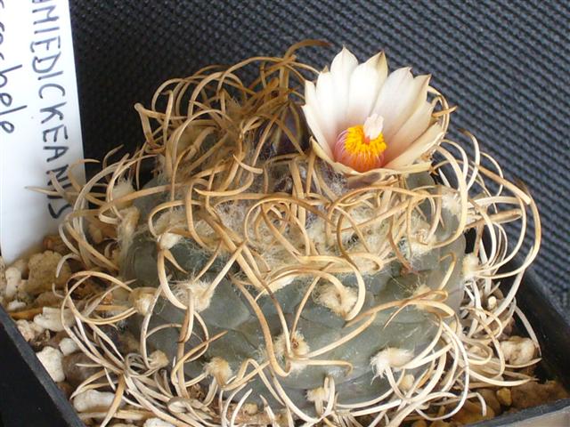 Turbinicarpus schmiedickeanus ssp. macrochele 