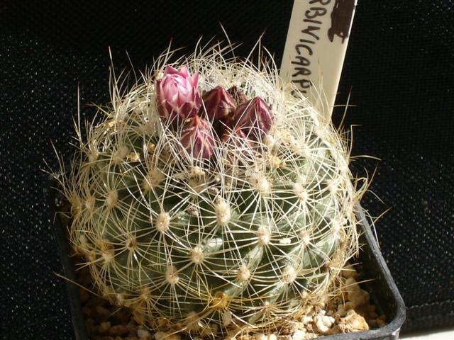 Turbinicarpus knuthianus 