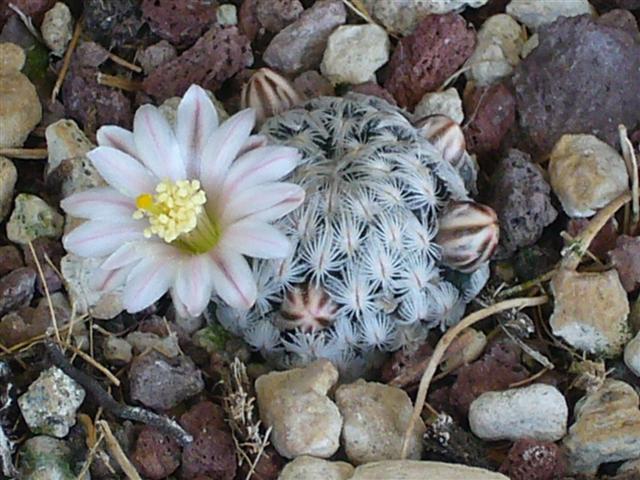 Mammillaria sanchez-mejoradae 