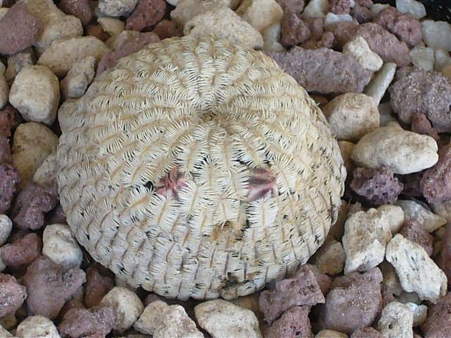 Mammillaria pectinifera 