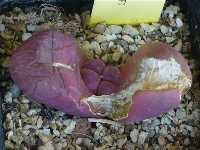 Lithops optica cv. rubra 