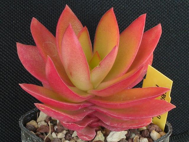 Crassula cv. flame 