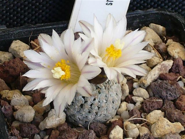 Turbinicarpus valdezianus v. albiflorus 