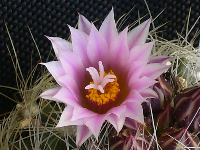 Turbinicarpus knuthianus 