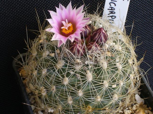 Turbinicarpus knuthianus 