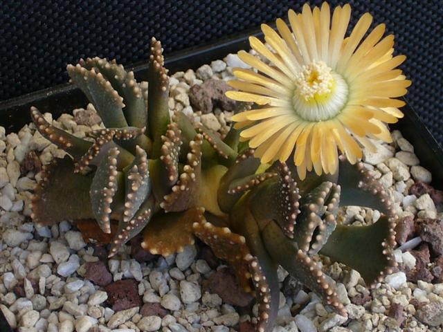 Aloinopsis malherbei 