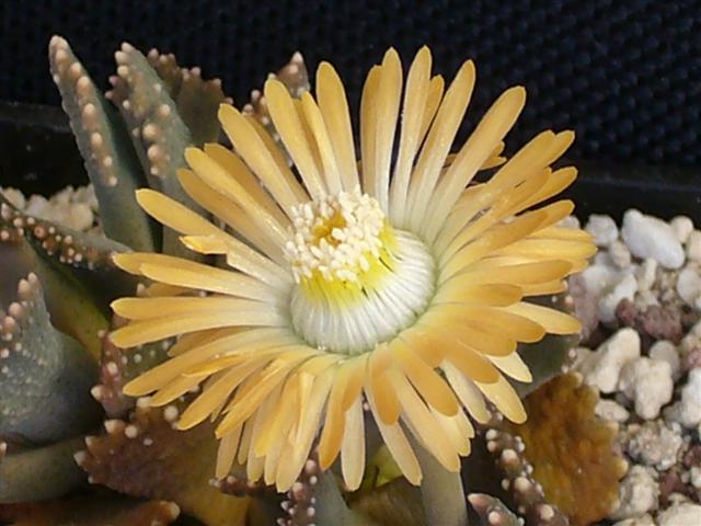 Aloinopsis malherbei 