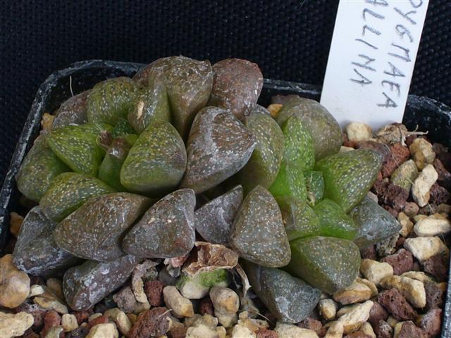 haworthia pygmaea f. crystallina