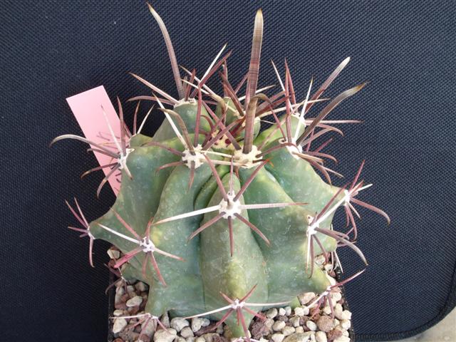 Ferocactus viscainensis 