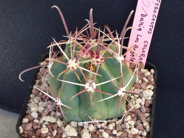 Ferocactus coloratus 