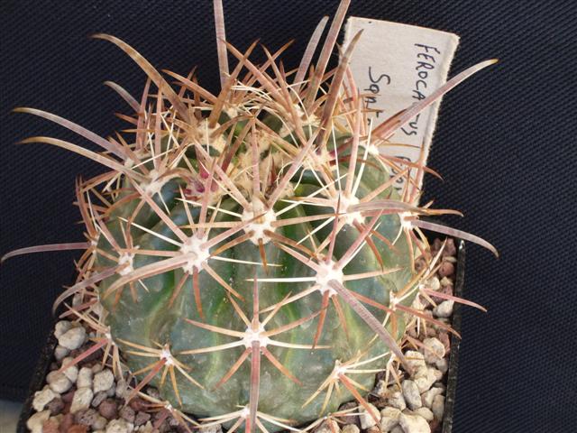 Ferocactus fordii 