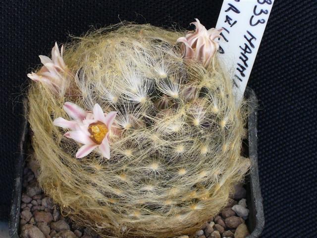 Mammillaria aureilanata M 32