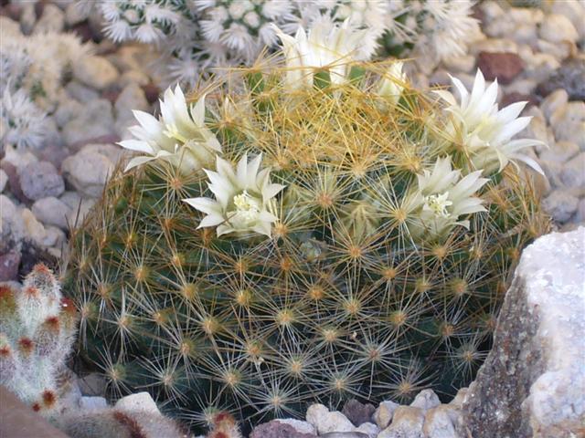 Mammillaria schiedeana 