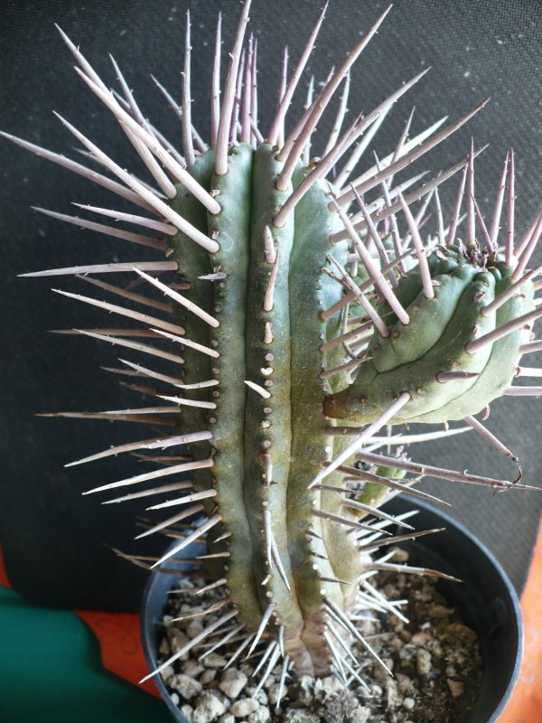 Euphorbia ferox 