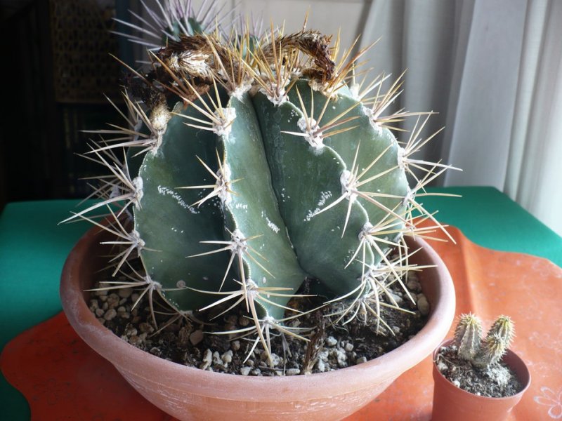 Astrophytum ornatum 