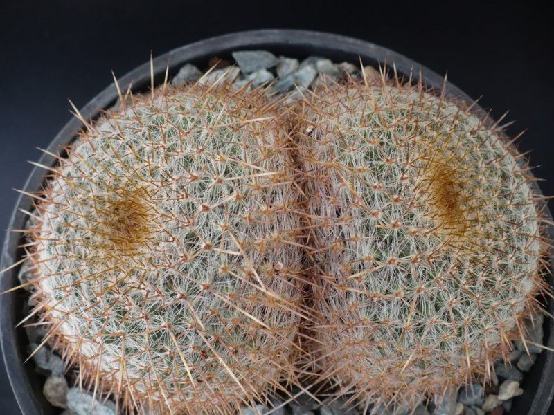 Mammillaria muehlenpfordtii 