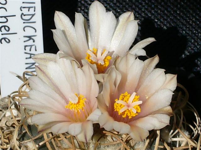 Turbinicarpus schmiedickeanus ssp. macrochele 