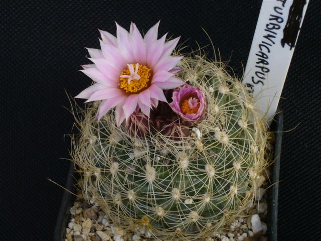 Turbinicarpus knuthianus 