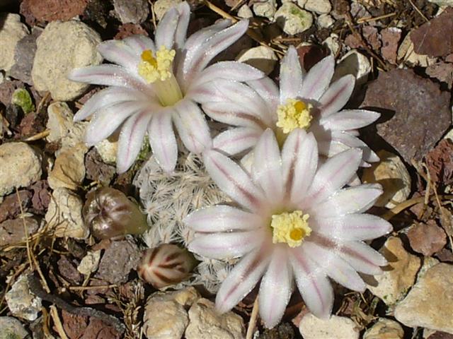 Mammillaria sanchez-mejoradae 