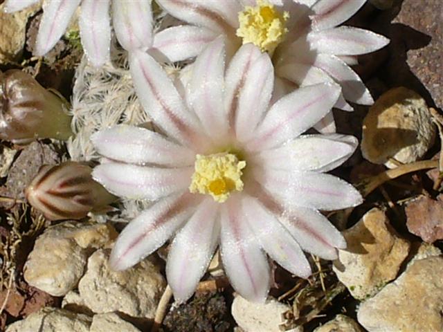 Mammillaria sanchez-mejoradae 