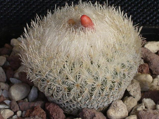 Epithelantha greggii 