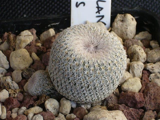 Epithelantha micromeris cv. chihuahuensis 