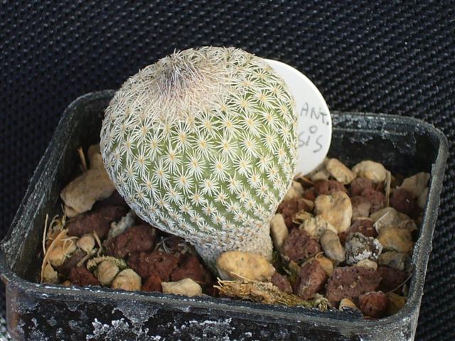 Epithelantha cv. mexicensis 