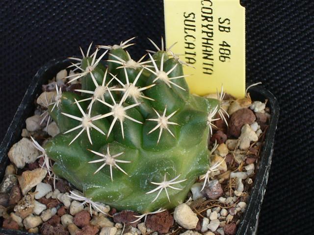 Coryphantha sulcata SB 486