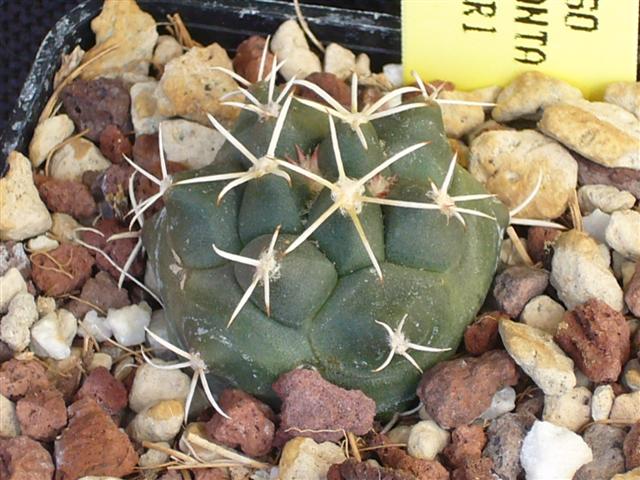 Coryphantha scheeri SB 260