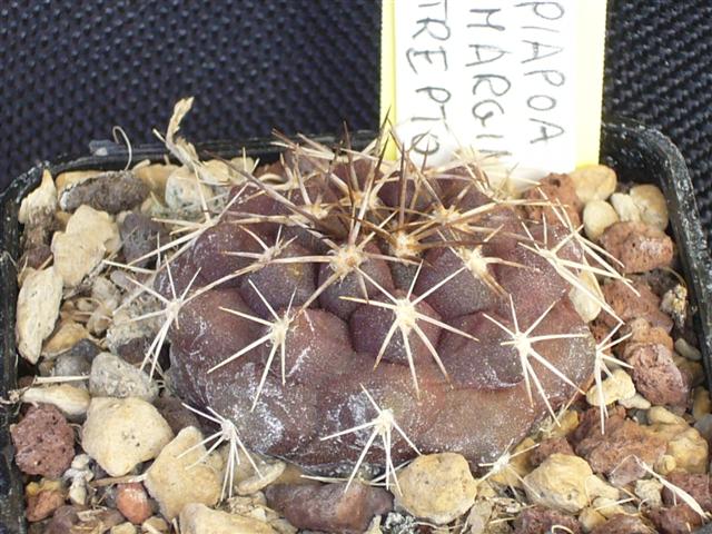 Copiapoa streptocaulon 